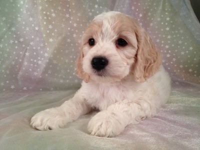 Female Blond and White cockapoo puppy for sale #13